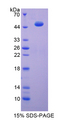 ENO3 / Enolase 3 Protein - Recombinant  Enolase, Muscle Specific By SDS-PAGE