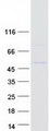 ENO3 / Enolase 3 Protein - Purified recombinant protein ENO3 was analyzed by SDS-PAGE gel and Coomassie Blue Staining