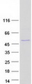 ENO3 / Enolase 3 Protein - Purified recombinant protein ENO3 was analyzed by SDS-PAGE gel and Coomassie Blue Staining