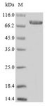 ENOX1 / CNOX Protein - (Tris-Glycine gel) Discontinuous SDS-PAGE (reduced) with 5% enrichment gel and 15% separation gel.