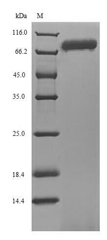 ENOX1 / CNOX Protein - (Tris-Glycine gel) Discontinuous SDS-PAGE (reduced) with 5% enrichment gel and 15% separation gel.