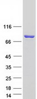 ENOX1 / CNOX Protein - Purified recombinant protein ENOX1 was analyzed by SDS-PAGE gel and Coomassie Blue Staining