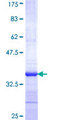 ENOX2 Protein - 12.5% SDS-PAGE Stained with Coomassie Blue.