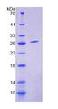 ENOX2 Protein - Recombinant Cytosolic Ovarian Carcinoma Antigen 1 By SDS-PAGE