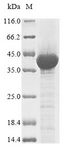 ENOX2 Protein - (Tris-Glycine gel) Discontinuous SDS-PAGE (reduced) with 5% enrichment gel and 15% separation gel.