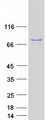ENOX2 Protein - Purified recombinant protein ENOX2 was analyzed by SDS-PAGE gel and Coomassie Blue Staining
