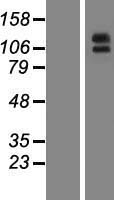 ENPEP / Aminopeptidase A Protein - Western validation with an anti-DDK antibody * L: Control HEK293 lysate R: Over-expression lysate