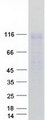 ENPP1 Protein - Purified recombinant protein ENPP1 was analyzed by SDS-PAGE gel and Coomassie Blue Staining