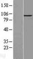 ENPP2 / Autotaxin Protein - Western validation with an anti-DDK antibody * L: Control HEK293 lysate R: Over-expression lysate