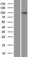 ENPP3 / CD203c Protein - Western validation with an anti-DDK antibody * L: Control HEK293 lysate R: Over-expression lysate