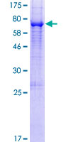 ENPP4 Protein - 12.5% SDS-PAGE of human ENPP4 stained with Coomassie Blue