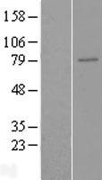 ENPP5 Protein - Western validation with an anti-DDK antibody * L: Control HEK293 lysate R: Over-expression lysate