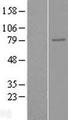 ENPP5 Protein - Western validation with an anti-DDK antibody * L: Control HEK293 lysate R: Over-expression lysate