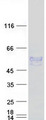 ENPP6 Protein - Purified recombinant protein ENPP6 was analyzed by SDS-PAGE gel and Coomassie Blue Staining
