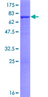 ENPP7 Protein - 12.5% SDS-PAGE of human ENPP7 stained with Coomassie Blue