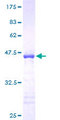 ENSA Protein - 12.5% SDS-PAGE of human ENSA stained with Coomassie Blue