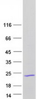 ENSA Protein - Purified recombinant protein ENSA was analyzed by SDS-PAGE gel and Coomassie Blue Staining