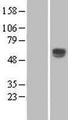 ENTPD2 Protein - Western validation with an anti-DDK antibody * L: Control HEK293 lysate R: Over-expression lysate