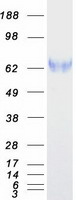 ENTPD3 Protein - Purified recombinant protein ENTPD3 was analyzed by SDS-PAGE gel and Coomassie Blue Staining