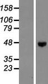 ENTPD5 / CD39L4 Protein - Western validation with an anti-DDK antibody * L: Control HEK293 lysate R: Over-expression lysate