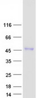 ENTPD5 / CD39L4 Protein - Purified recombinant protein ENTPD5 was analyzed by SDS-PAGE gel and Coomassie Blue Staining