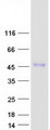 ENTPD5 / CD39L4 Protein - Purified recombinant protein ENTPD5 was analyzed by SDS-PAGE gel and Coomassie Blue Staining