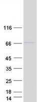 ENTPD7 Protein - Purified recombinant protein ENTPD7 was analyzed by SDS-PAGE gel and Coomassie Blue Staining