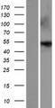 ENTPD8 Protein - Western validation with an anti-DDK antibody * L: Control HEK293 lysate R: Over-expression lysate