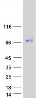 ENTPD8 Protein - Purified recombinant protein ENTPD8 was analyzed by SDS-PAGE gel and Coomassie Blue Staining