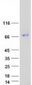 ENTPD8 Protein - Purified recombinant protein ENTPD8 was analyzed by SDS-PAGE gel and Coomassie Blue Staining