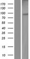 EnvR / ERV3 Protein - Western validation with an anti-DDK antibody * L: Control HEK293 lysate R: Over-expression lysate