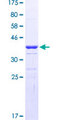 Eomesodermin / EOMES Protein - 12.5% SDS-PAGE Stained with Coomassie Blue
