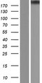EP300 / p300 Protein - Western validation with an anti-DDK antibody * L: Control HEK293 lysate R: Over-expression lysate