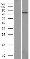 EPB41L4A Protein - Western validation with an anti-DDK antibody * L: Control HEK293 lysate R: Over-expression lysate