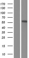 EPB41L4B Protein - Western validation with an anti-DDK antibody * L: Control HEK293 lysate R: Over-expression lysate