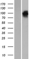 EPB41L4B Protein - Western validation with an anti-DDK antibody * L: Control HEK293 lysate R: Over-expression lysate