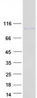 EPB41L5 Protein - Purified recombinant protein EPB41L5 was analyzed by SDS-PAGE gel and Coomassie Blue Staining