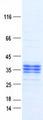 EPCAM Protein