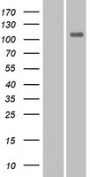 EPHA10 / EPH Receptor A10 Protein - Western validation with an anti-DDK antibody * L: Control HEK293 lysate R: Over-expression lysate