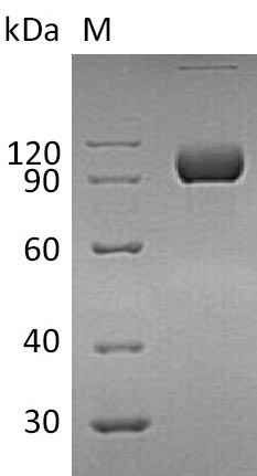EPHA4 / EPH Receptor A4 Protein - (Tris-Glycine gel) Discontinuous SDS-PAGE (reduced) with 5% enrichment gel and 15% separation gel.