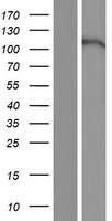 EPHA7 / EPH Receptor A7 Protein - Western validation with an anti-DDK antibody * L: Control HEK293 lysate R: Over-expression lysate