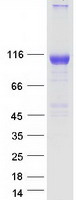 EPHA7 / EPH Receptor A7 Protein - Purified recombinant protein EPHA7 was analyzed by SDS-PAGE gel and Coomassie Blue Staining