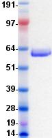 EPHB3 / EPH Receptor B3 Protein
