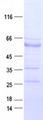 EPHB3 / EPH Receptor B3 Protein