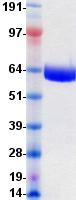 EPHB4 / EPH Receptor B4 Protein
