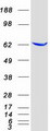 EPHX2 / Epoxide Hydrolase 2 Protein - Purified recombinant protein EPHX2 was analyzed by SDS-PAGE gel and Coomassie Blue Staining