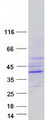 EPHX4 / Epoxide Hydrolase 4 Protein - Purified recombinant protein EPHX4 was analyzed by SDS-PAGE gel and Coomassie Blue Staining