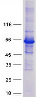 EPM2AIP1 Protein - Purified recombinant protein EPM2AIP1 was analyzed by SDS-PAGE gel and Coomassie Blue Staining