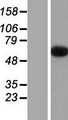 EPN2 Protein - Western validation with an anti-DDK antibody * L: Control HEK293 lysate R: Over-expression lysate