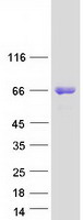 EPN2 Protein - Purified recombinant protein EPN2 was analyzed by SDS-PAGE gel and Coomassie Blue Staining